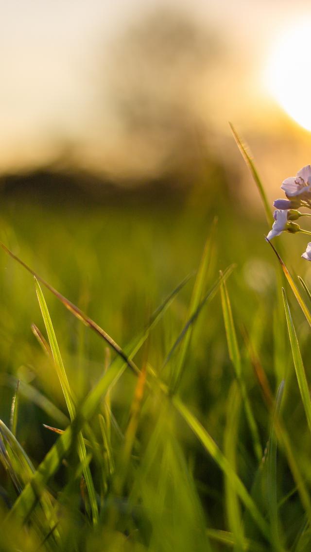 DEMETRA STEM - Produzione di energia per processi agro-alimentari con la tecnologia rinnovabile avanzata STEM